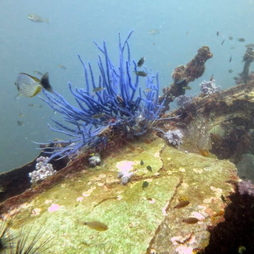King Cruiser Wreck Diving by Namloo Divers in Phuket
